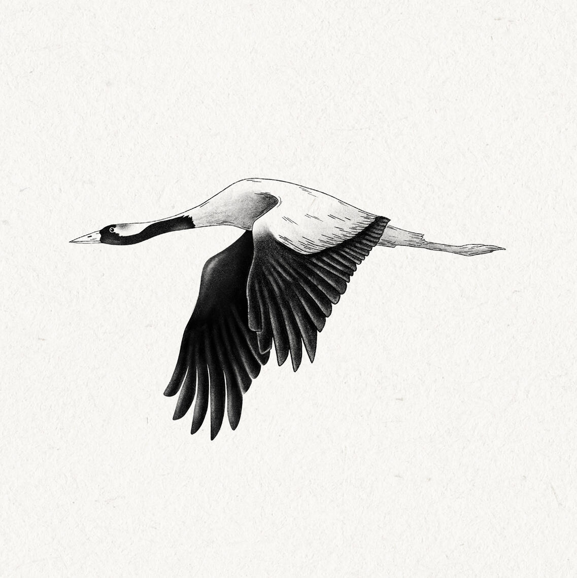 B&W drawing of a flying crane