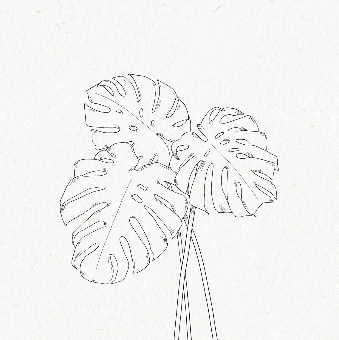 B&W drawing of 3 monstera leaves