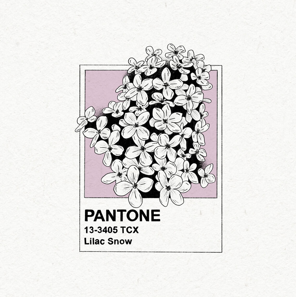 B&W drawing of Lilac flowers on a lilac colored Pantone card