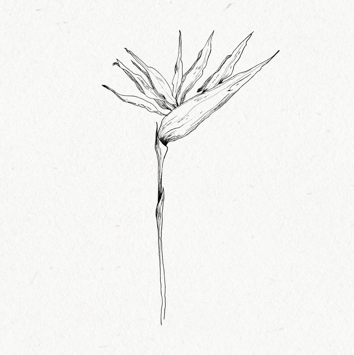 B&W drawing of a Bird of Paradise