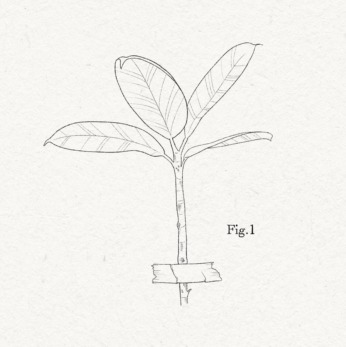 B&W drawing of a rubber plant bough taped like a scientific piece