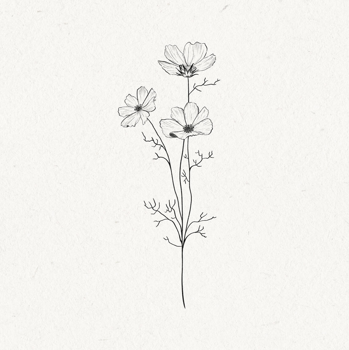 B&W drawing of 3 cosmos flowers