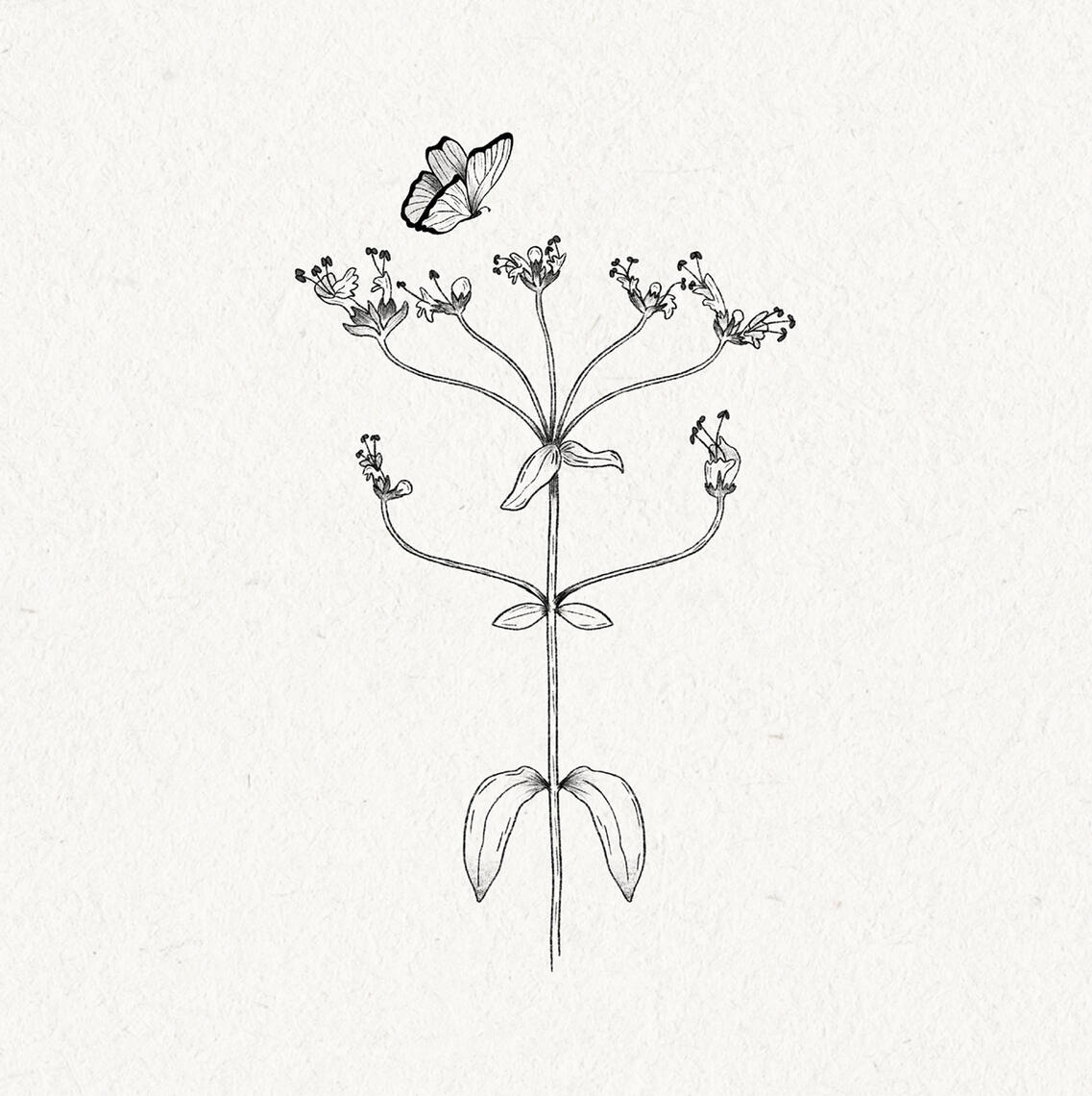 B&W drawing of a marjoram bough with a butterlfy flying over it