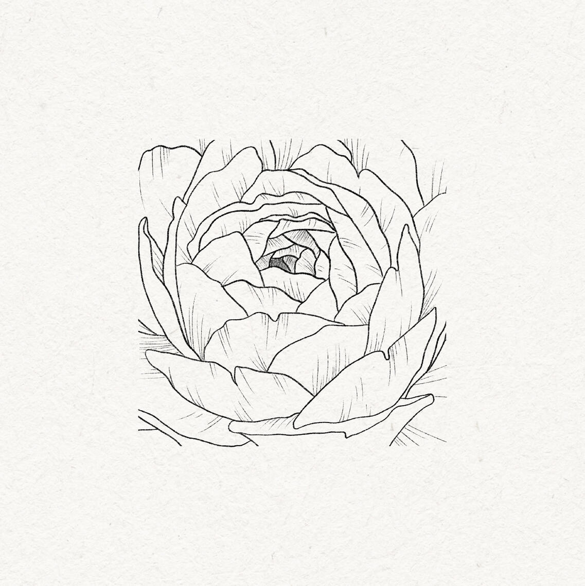 B&W fine line drawing of peony, closeup, square shaped