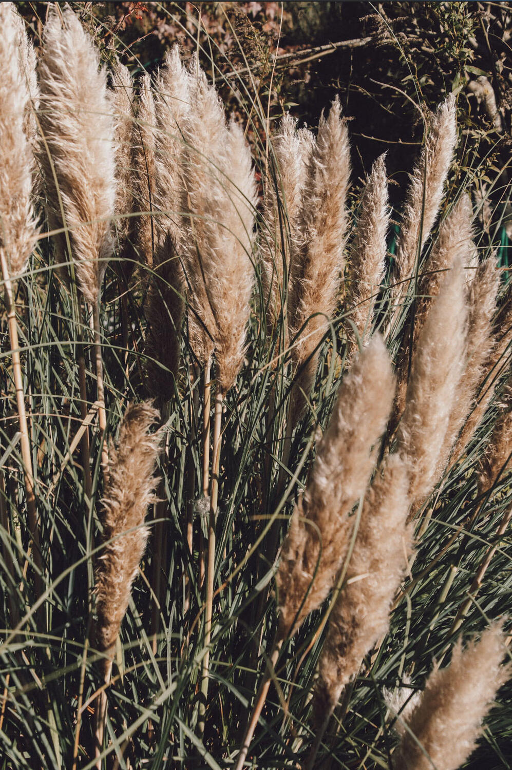 detail of pampa leaves taking the whole frame