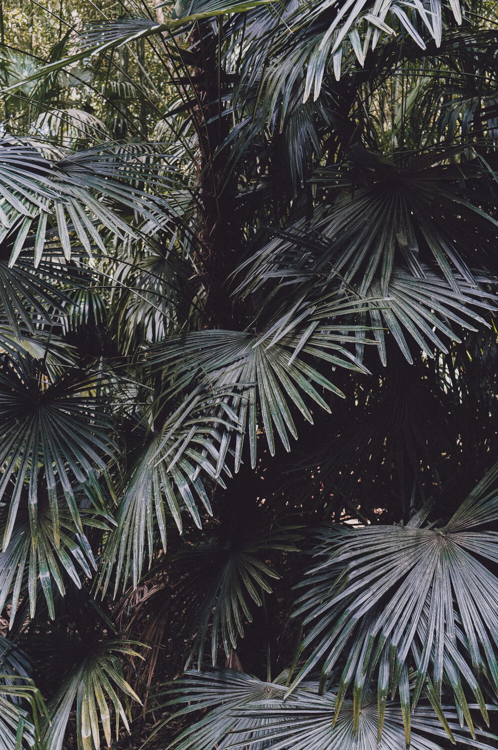 Detail of palm leaves taking the whole frame