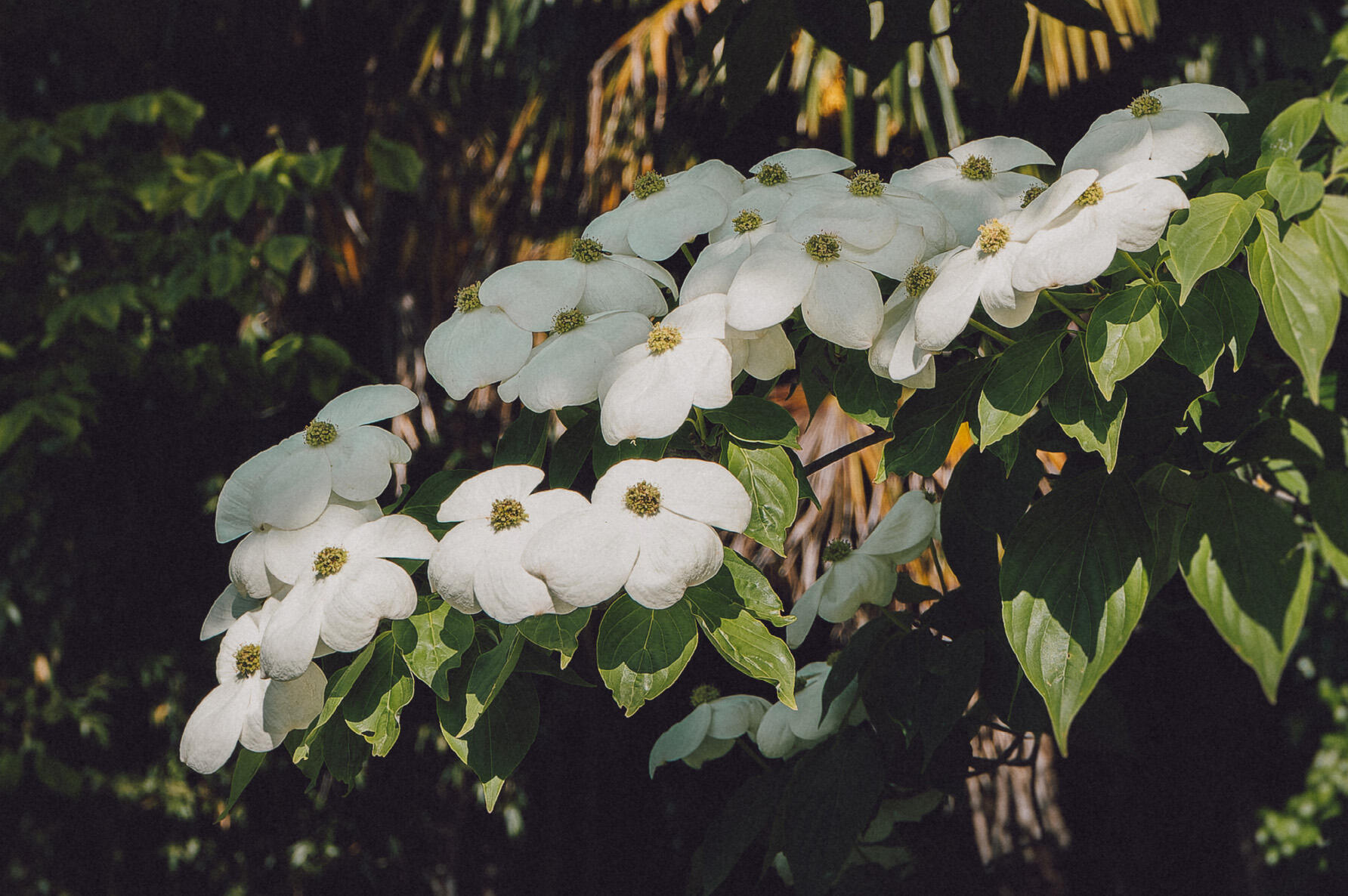 bough of white flowers