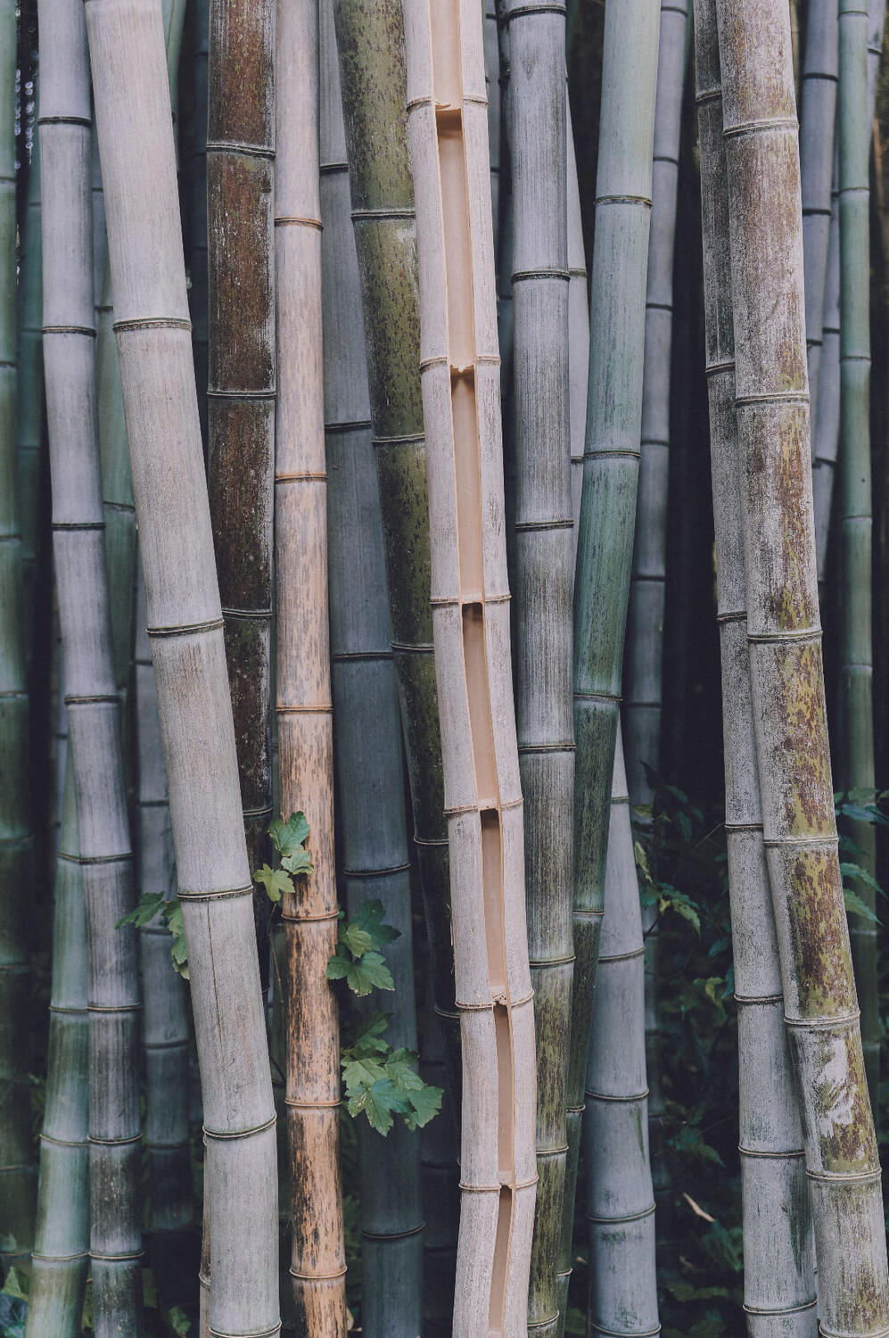 Blueish bamboo closeup