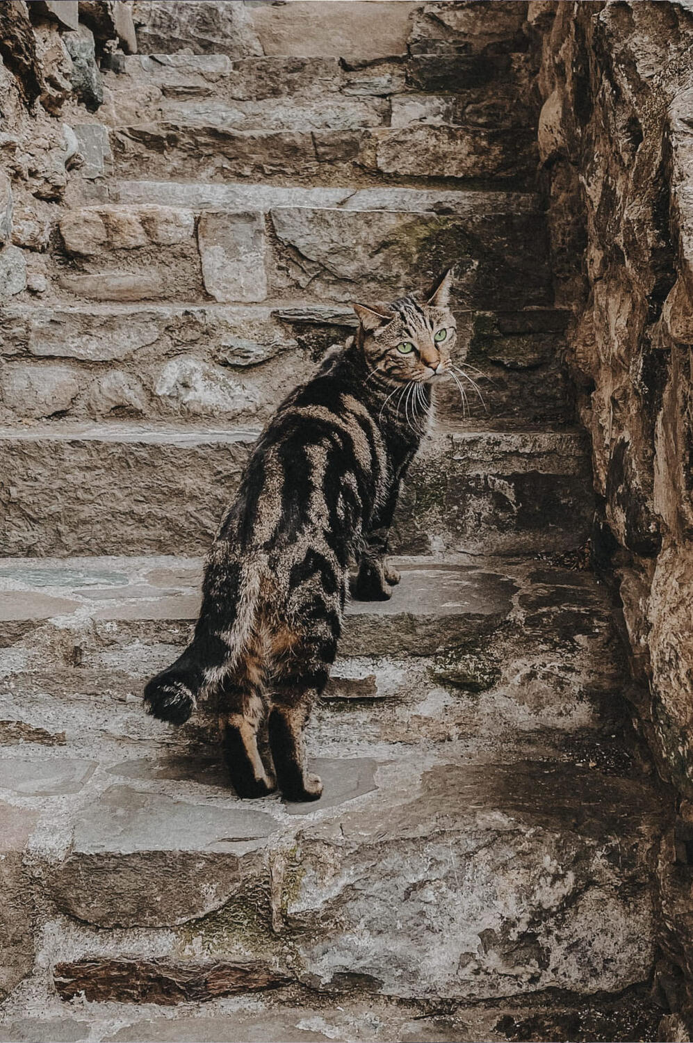 Cat walking up stairs, looking back at the camera