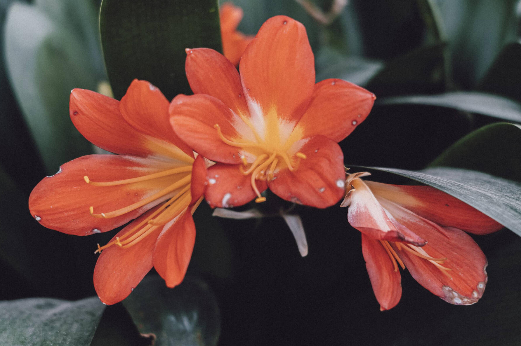Detail of three red flowers